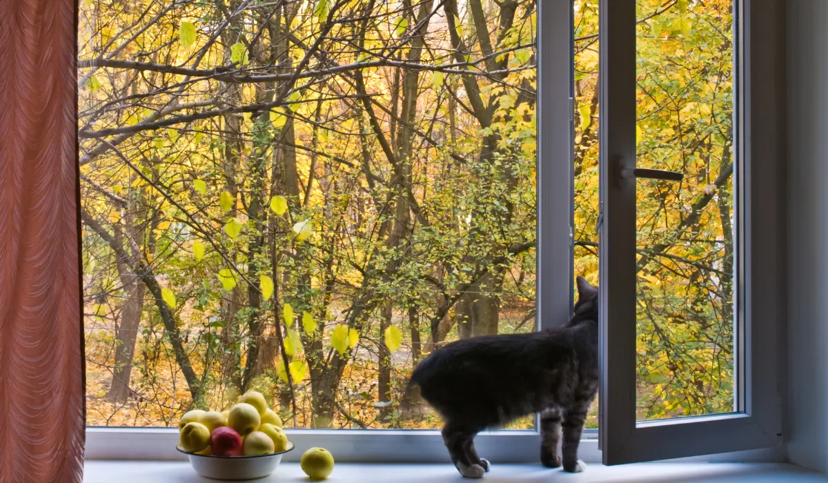 Un chat à la fenêtre