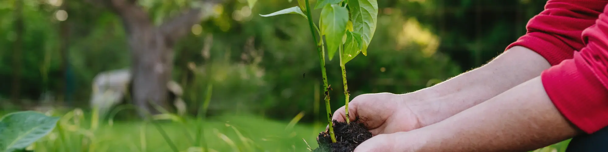 Les mains d'un jardinier