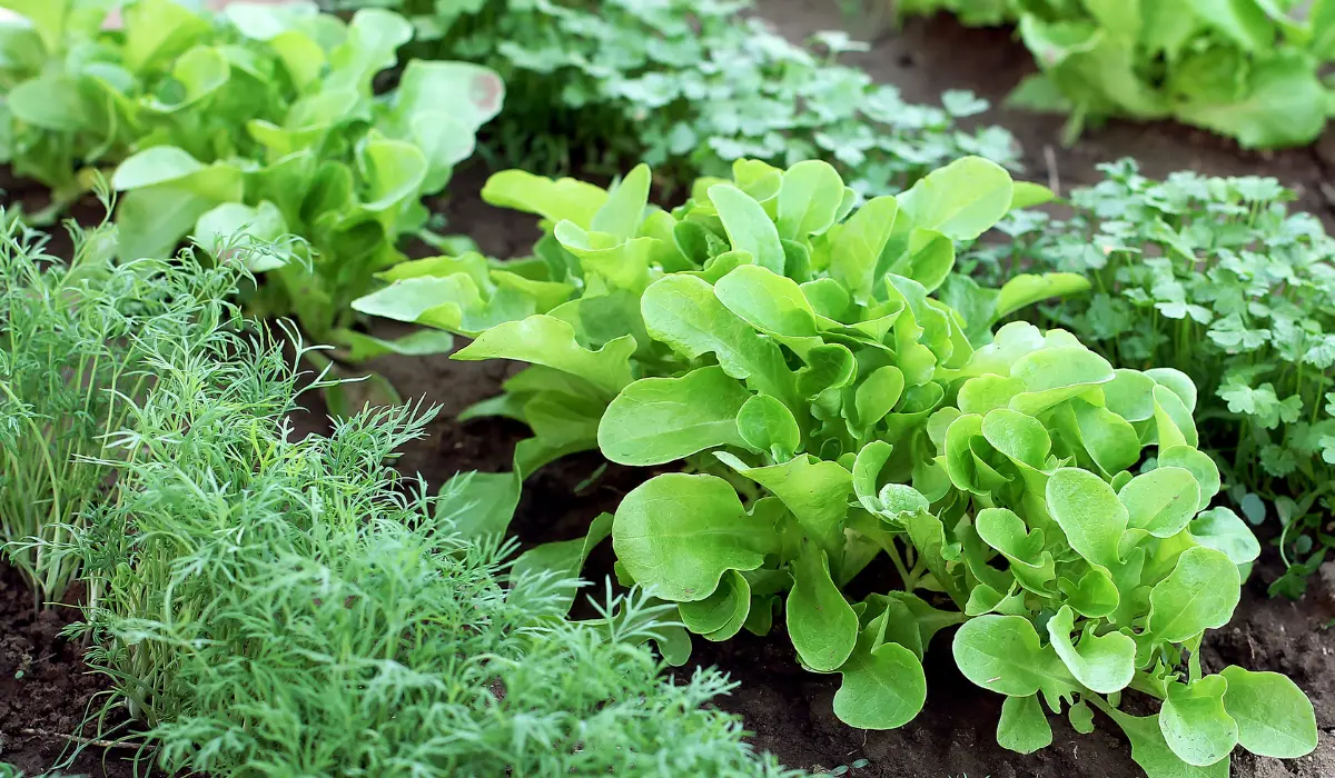 un potager en gros plan