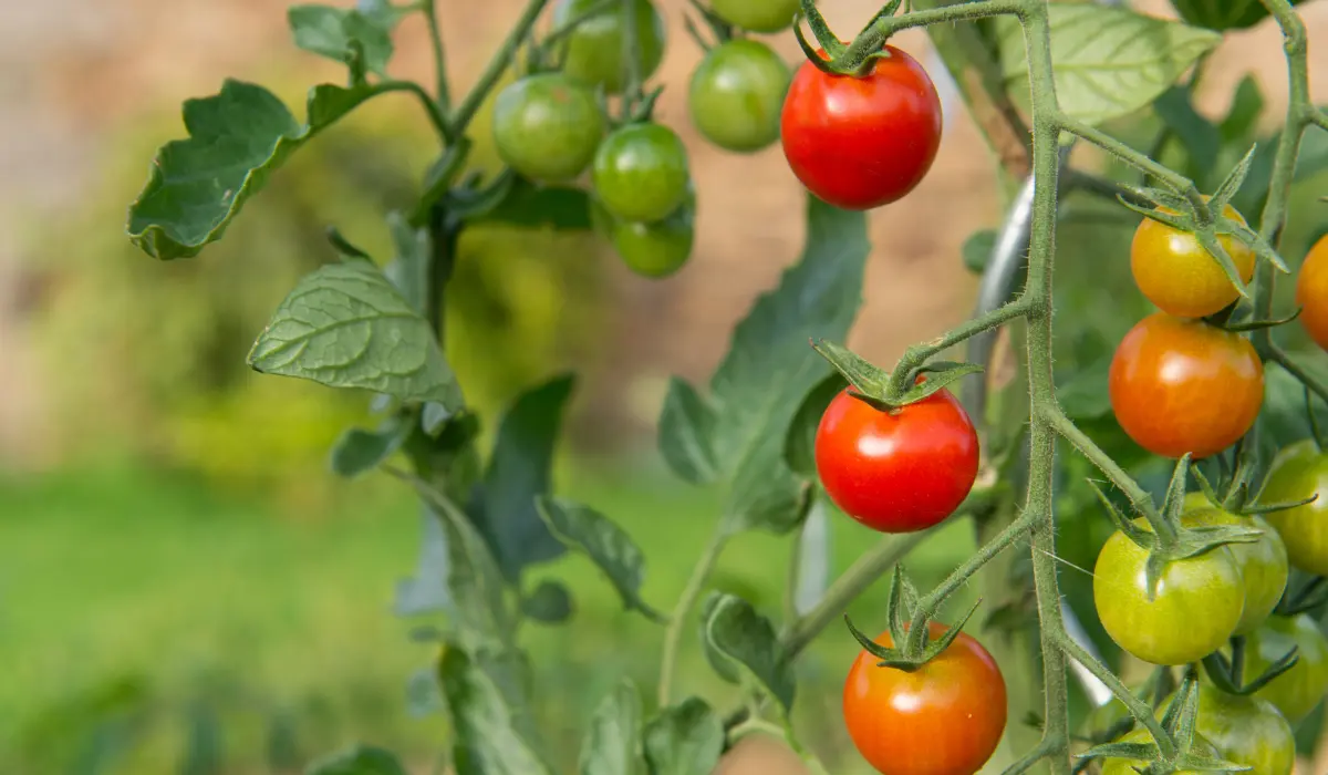 Des plans de tomates nourris à l'engrais naturel