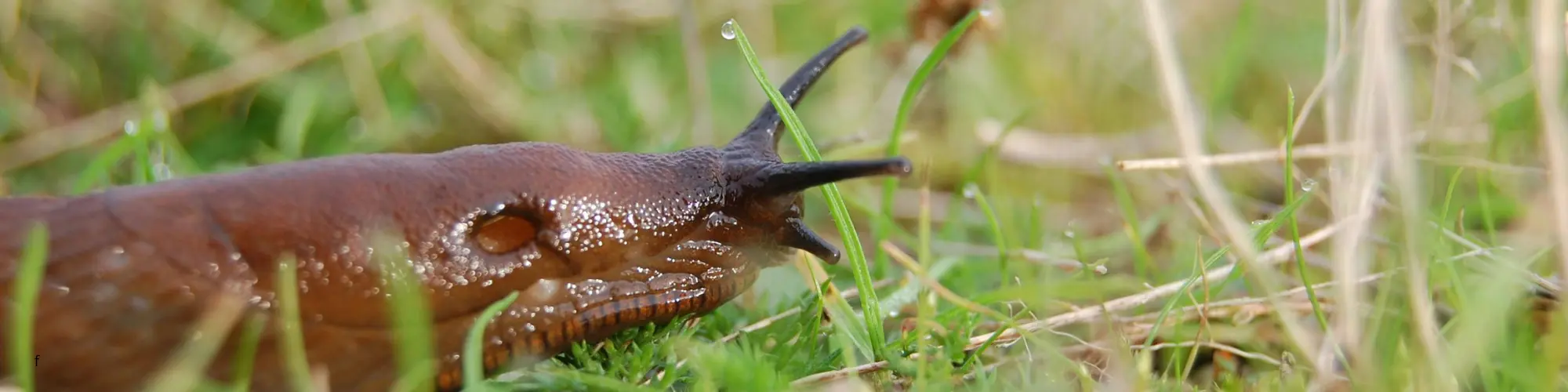 limace dans l'herbe en gros plan