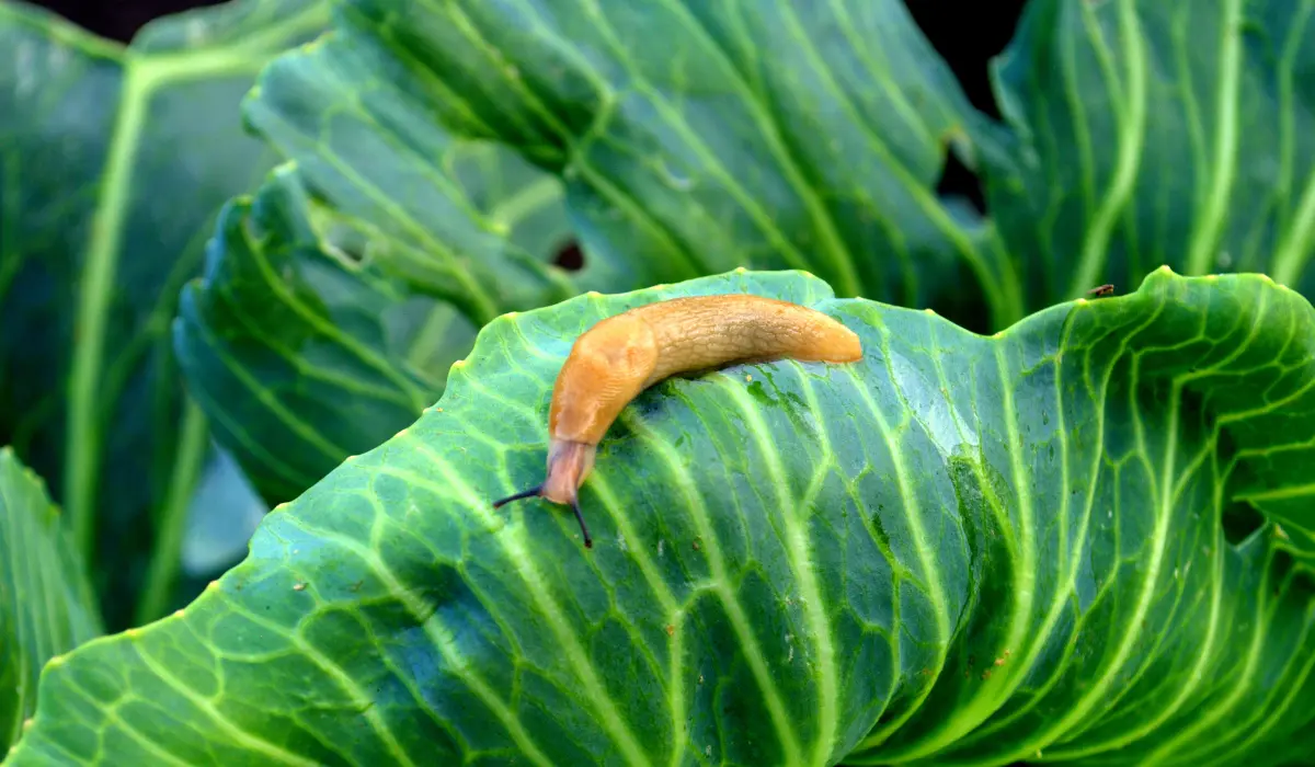 Limace sur une grosse feuille