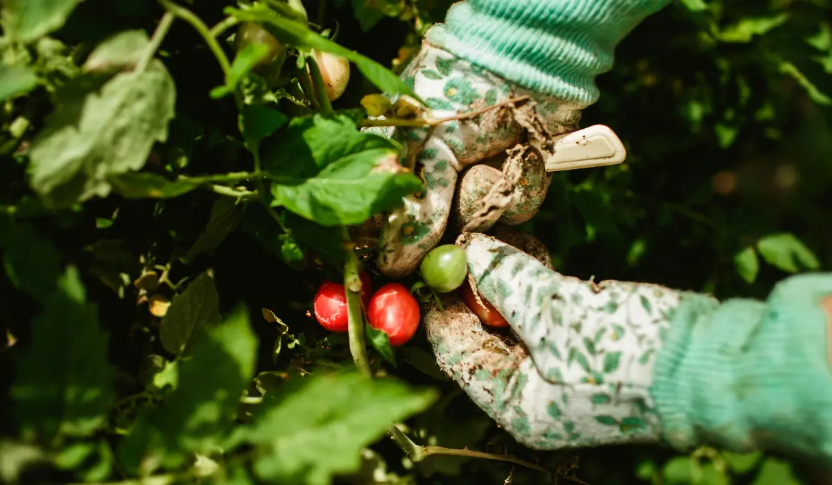 En train de récolter des petites tomates
