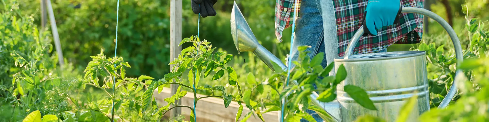 Un seau dans un potager naturel