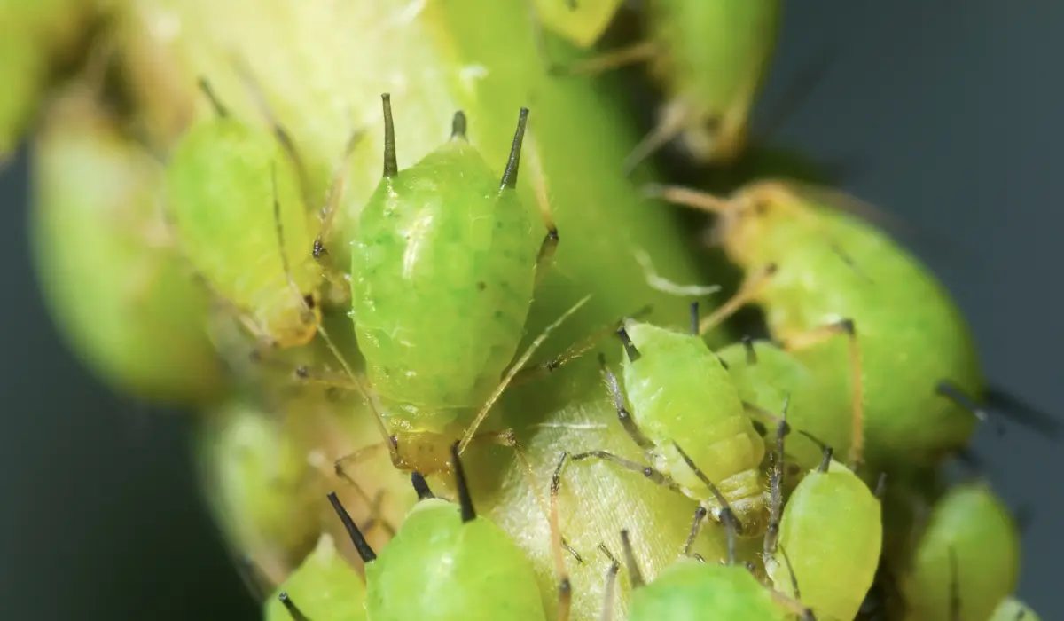 Une petite colonie de puceron sur une branche