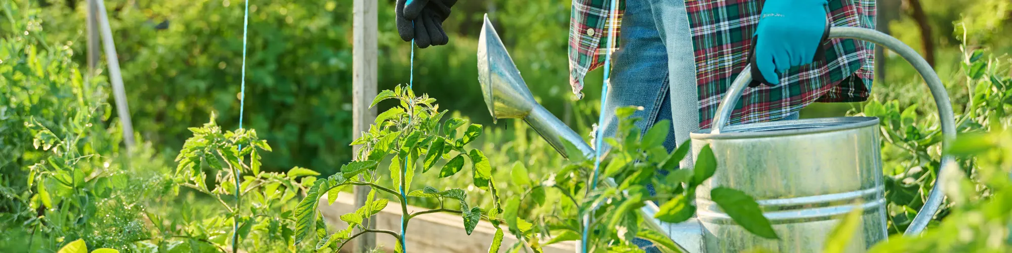 Homme en train d'arroser ses plants de tomate