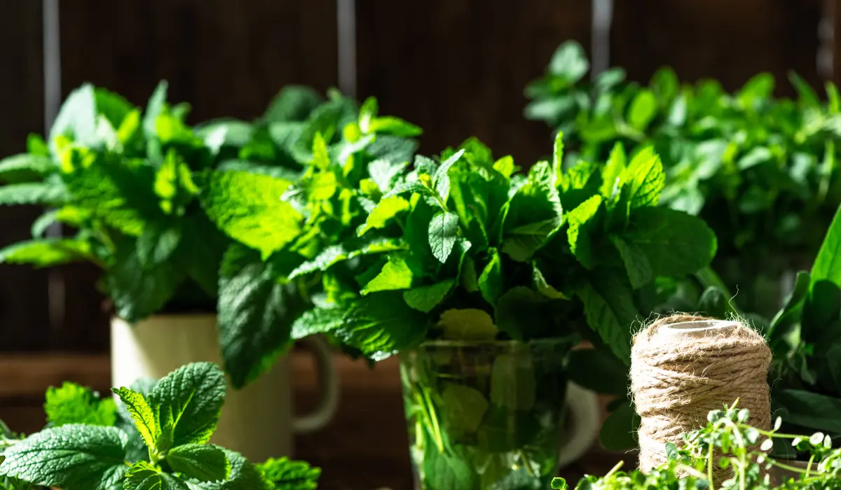 Trois plans de menthe