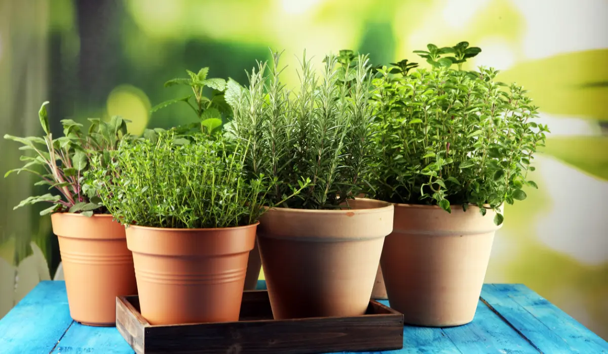 Herbes aromatiques en pot