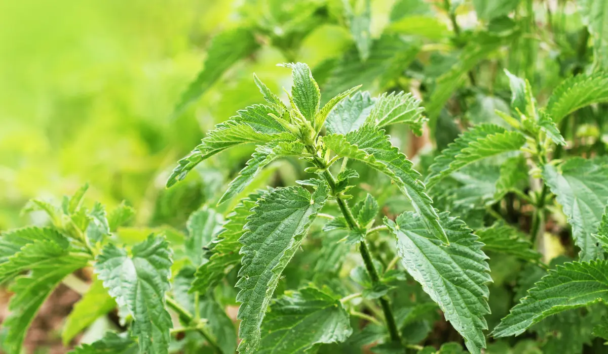 Purin d'ortie au soleil