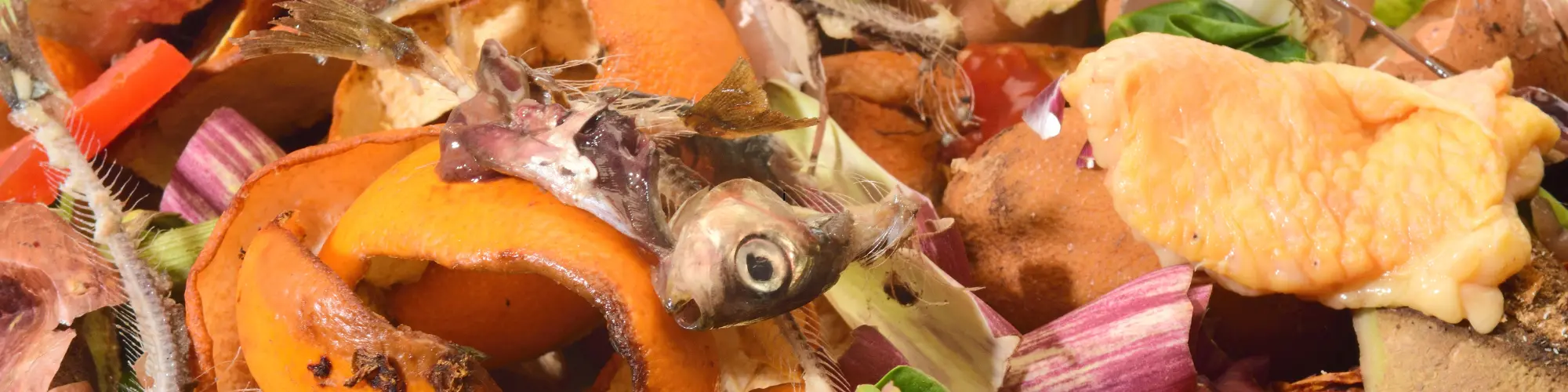 poissons et épluchures compostables