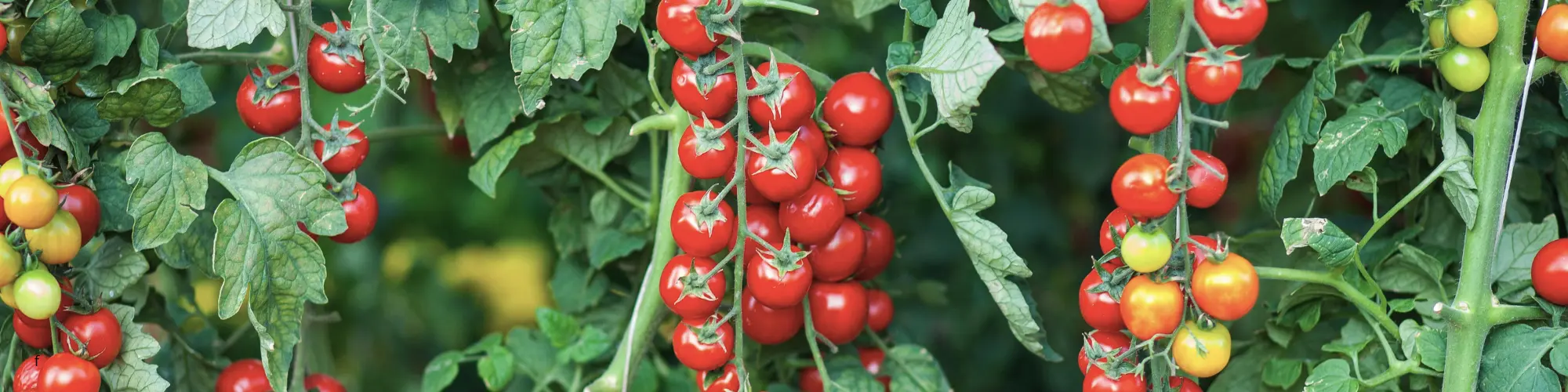 Plans de tomates
