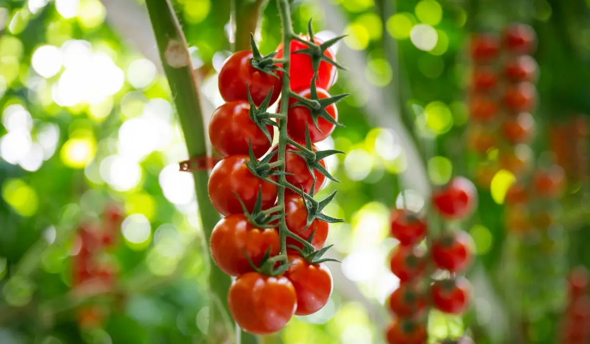 Plans de tomates en gros plan