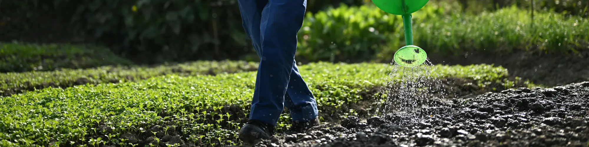 Une femme arrosant son potager