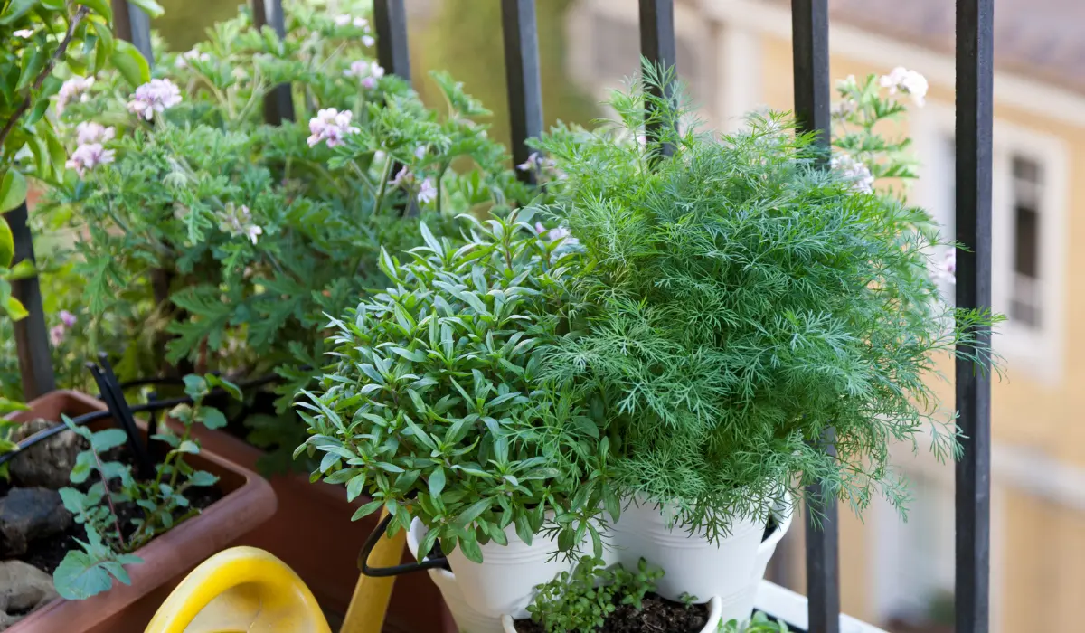 Quelques plants d'herbes aromatiques sur un balcon