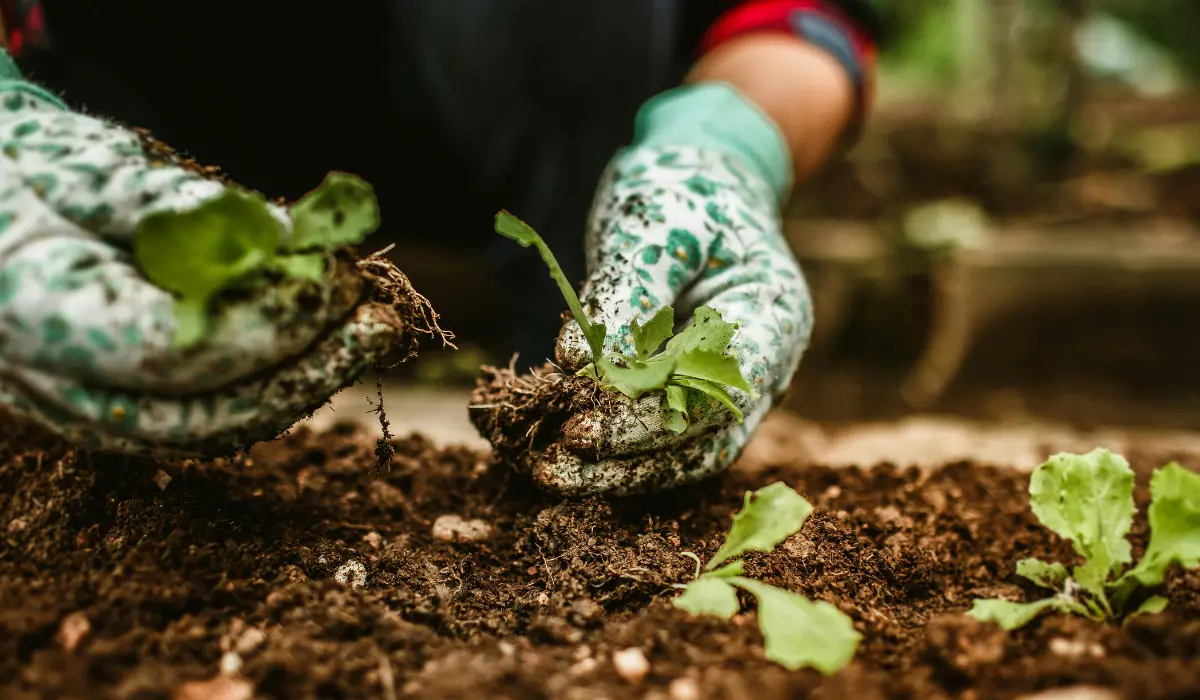 personne en train de planter des plans dans son potager