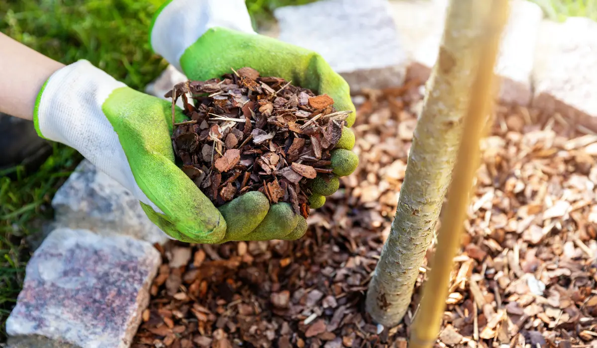 Paillage naturel gratuit au pied d'un arbre fruitier