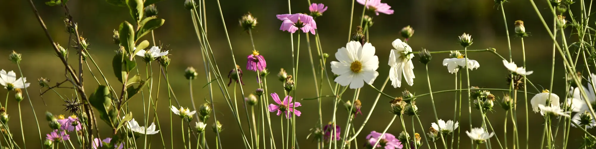 Fleurs de printemps